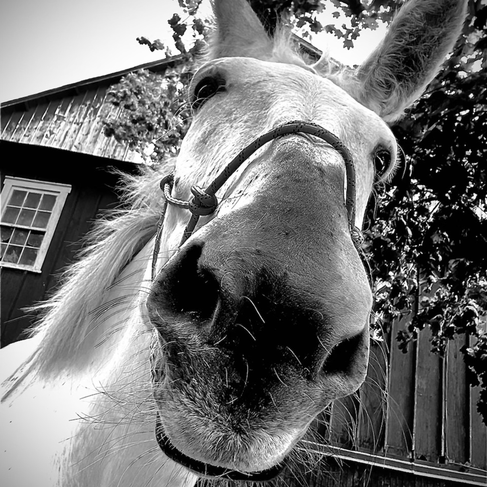 Meet your Posher, Sonya